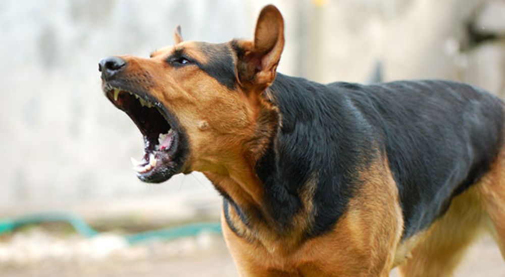 Alleged dog bite: Man docked for alleged negligence