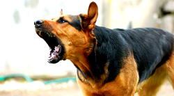 Man who damaged Porsche to escape dogs not liable for damage – Munich court