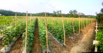 Agribusiness: Youths urged to go into cucumber production