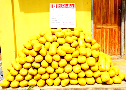 Army hands over seized 223Kg cannabis to Ogun NDLEA 