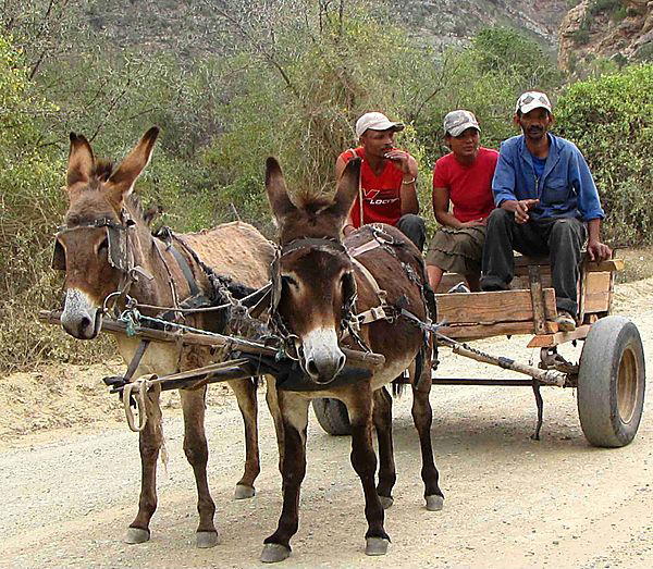 Bomb hidden in donkey cart kills five in Kenya