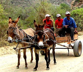 Bomb hidden in donkey cart kills five in Kenya