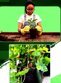 Agro firm creates jobs for youths with home farming kits