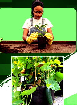 Agro firm creates jobs for youths with home farming kits