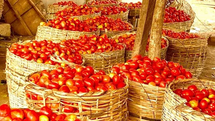 Tomato crisis majorly caused by high temperatures - Expert - Vanguard News