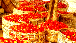 Stakeholders warn transport costs could impact onion, tomato prices