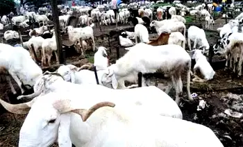 Expensive Eid-el-Kabir: Ram sells for nearly N1m