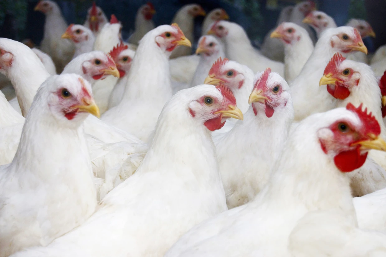 bird flu subtype in Mexico