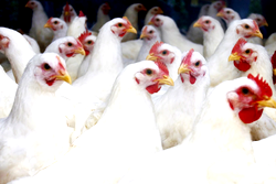 FG, FAO combat bird flu in Nigeria with fresh $350,000 project