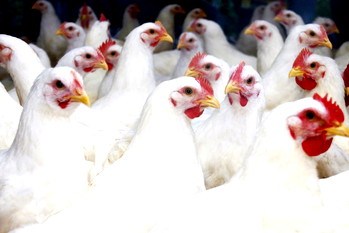 FG, FAO combat bird flu in Nigeria with fresh $350,000 project