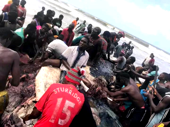 Photos: Residents butcher stranded whale at Bayelsa community 