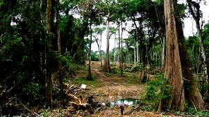 Nigerian researcher’s findings pave way for sustainable forestry, climate change mitigation