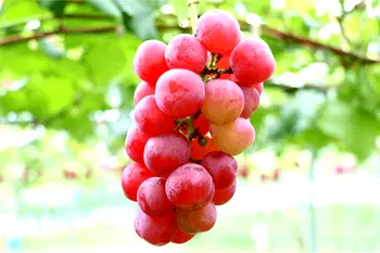 5 most expensive fruits in the world