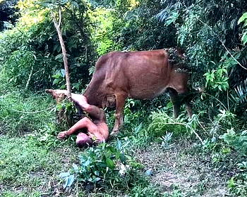 Cow gores man trying to rape it