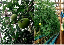 Food Crisis: How soil-less technology powers precision farming in Nigeria