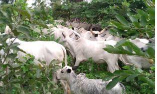 Troops recover 118 cows in Taraba