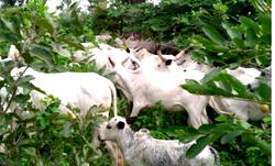Drama in Kwara market as stolen cows recognise true owners, expose suspected bandit 