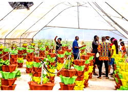 Food Crisis: How soil-less technology powers precision farming in Nigeria