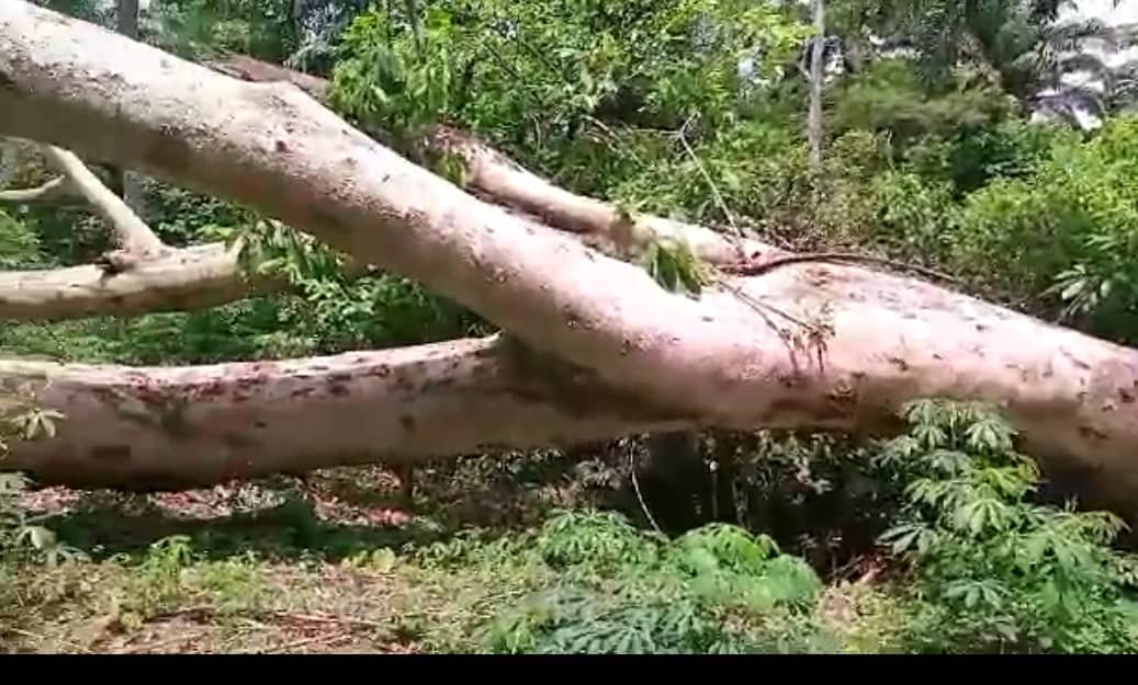 Families petition AIG over damage of cocoa farmlands in Ondo community