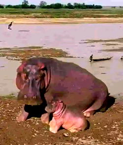 Hippopotamus kills man in Kebbi