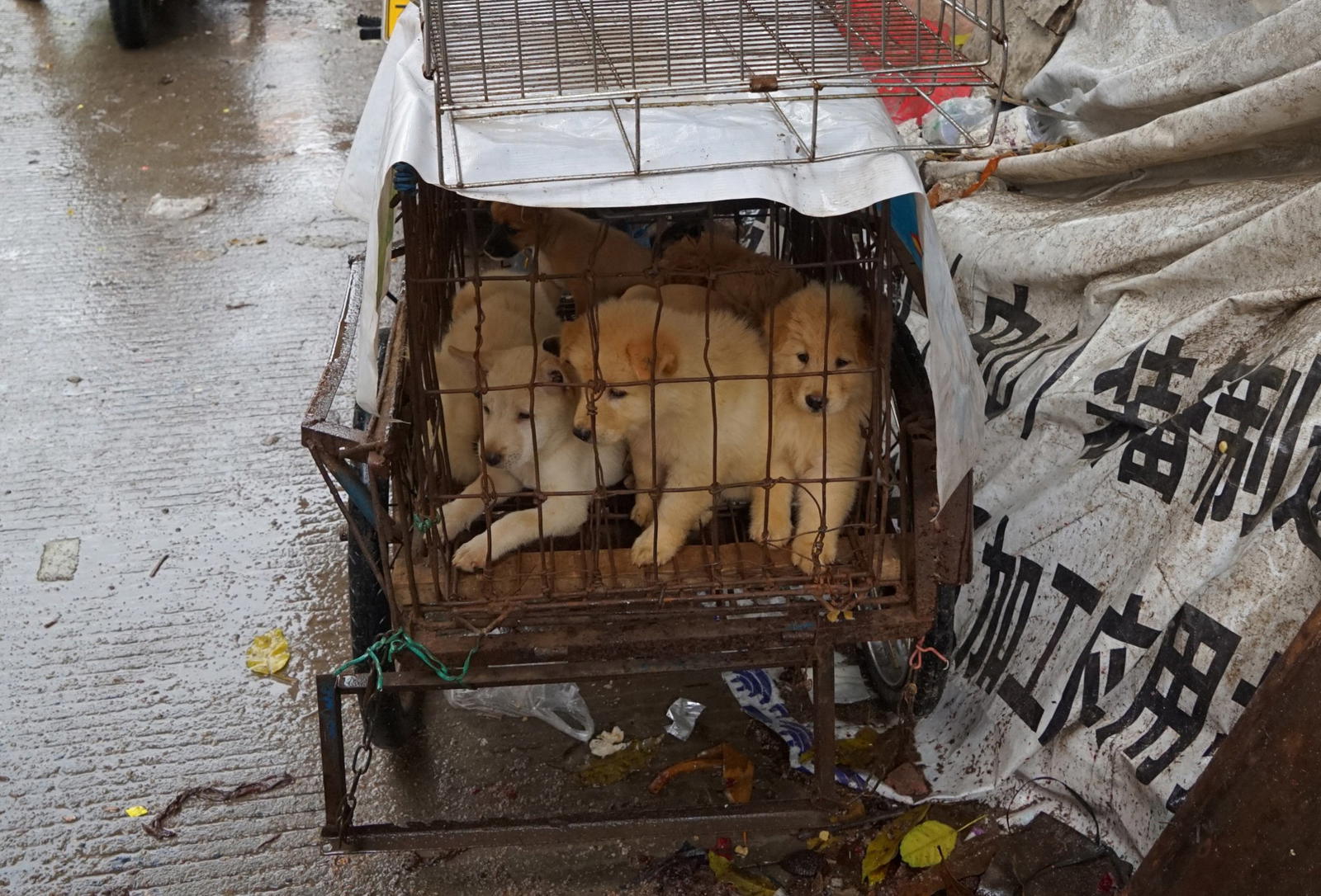 S. Korea offers compensation to dog meat farmers before 2027 ban