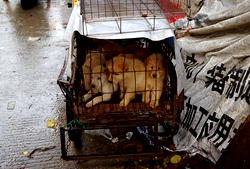 S. Korea offers compensation to dog meat farmers before 2027 ban