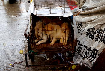 S. Korea offers compensation to dog meat farmers before 2027 ban