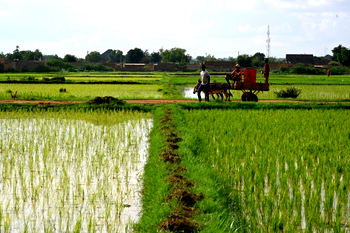 Niger grants Burkina Faso, Mali exceptions to grain export ban