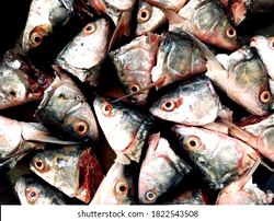Economic poverty: Families now go for fish heads for ‘meat’