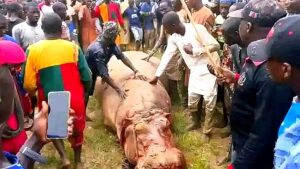 40 fishermen kill hippopotamus that killed Emir’s guard in Kebbi