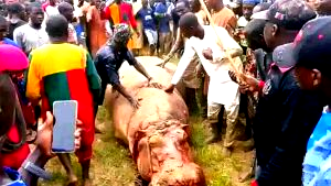 40 fishermen kill hippopotamus that killed Emir’s guard in Kebbi