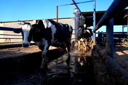 Cattle disease wreaks havoc in Libya