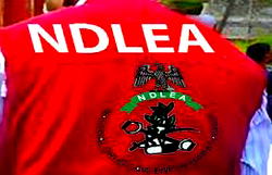 NDLEA recovers drugs worth N1.042bn from Lagos hotel