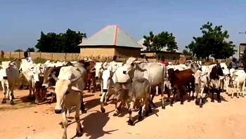 Lagos butchers decry soaring cow prices, now at N1.7m