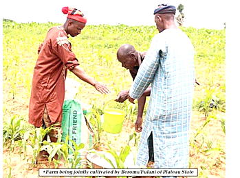 Peace Initiative: Plateau’s Berom and Fulani now jointly cultivate farmlands