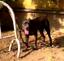 Guard’s death: Lagos police detain dog owner, confiscate 3 dogs