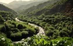 CSO, experts highlight actions to promote forest conservation, ecosystem restoration