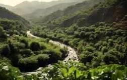 CSO, experts highlight actions to promote forest conservation, ecosystem restoration