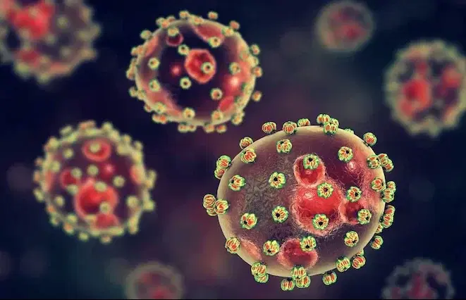 Lassa fever deaths rise in Nigeria — NCDC