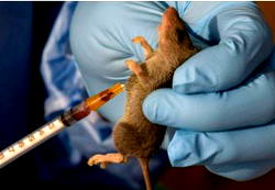 Benue records seven new suspected cases of Lassa fever