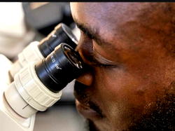 Nigerian scientist targets global food security with pest-resistant soybeans