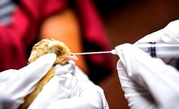 Bird flu surfaces in Plateau, kills 300 birds – Official