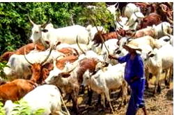 2,775 farmer-herder disputes resolved in Taraba, Adamawa in two years