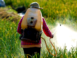 ‘Over 50% of pesticides hazardous, expose Nigerians to contaminated foods’