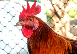 Households buy chickens ahead of Christmas to cut cost