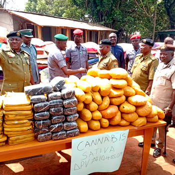 Customs intercepts, hands over 1,625 parcels of cannabis sativa to NDLEA in Ogun