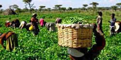 FG begins mass agricultural settlements project