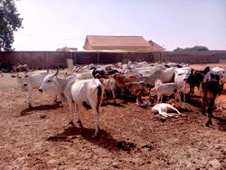 Lakurawa kills policemen, rustles 200 cows in Kebbi