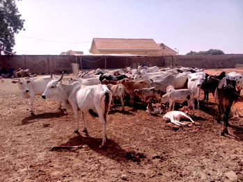 Lakurawa kills policemen, rustles 200 cows in Kebbi