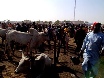 Kaduna repentant bandits seek forgiveness